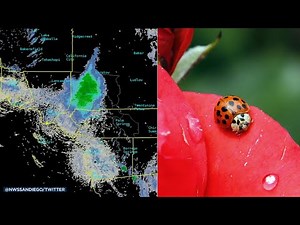 Massive ladybug swarm moving through SoCal | ABC7