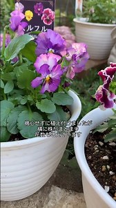 ミルフル(サントリーフラワーズ)植え付けから1ヶ月後！ #shorts #ガーデニング #園芸 #園芸 #ビオラ #サントリーフラワーズ #鉢植え