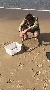 15K views · 238 reactions | SEA SNAKE!!! Today I was called out to Castaways beach to rescue this beautiful Yellow bellied sea Snake. 95% of the time when a sea snakes washed up there’s something wrong with it. So in the care of the team at Australia zoo this little fella should be fine. Have a great weekend everyone. For usage and licensing please contact licensing@viralhog.com Luke 0499 920 290 | Snake Catcher Noosa 24/7 Luke the Snake Catcher | Facebook