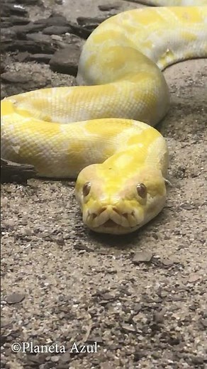 albino python