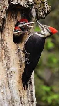 Pileated Woodpecker Pecking Wood - woodpecker feed their little babies' bird - Sound of woodpecker