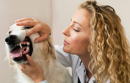 Your Comprehensive Guide to Dog Teeth (With a Diagram) | LoveToKnow Pets
