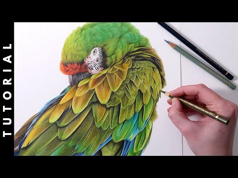 TUTORIAL | How To Draw A Macaw In Colored Pencil | Parrot Drawing