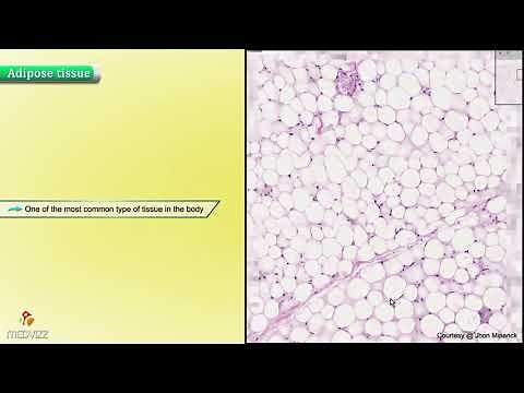 Histology of Adipose Tissue : Shotgun Histology