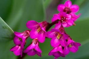 How to Grow Bergenia (Beginner's Care Guide) - Gardenisms