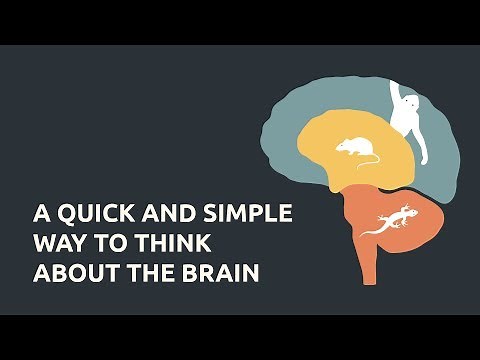 A Quick and Simple Way to Think About the Brain