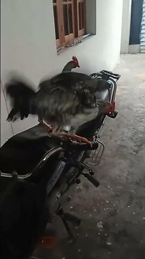 Bullet bandi #chicken #youtubeshorts #funny #trending