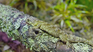28K views · 393 reactions | Our geckos are incredibly diverse and have some amazing adaptations for life in Aotearoa. In today's episode of Zoo Tales, Ecotherm keeper Emily tells us what's so great about New Zealand's gecko species! | Auckland Zoo | Facebook