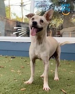 35K views · 454 reactions | When Samantha heard about a "wobbly" dog living on the streets through rain and cold, she knew she had to rescue him  | Happily | Facebook