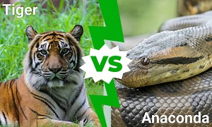 Tiger vs Anaconda: Which Powerful Animal Would Win a Fight?