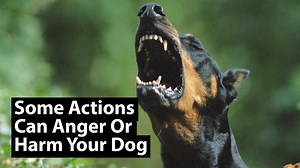 As a dog parent, you may love your dog... BUT sometimes you may also unknowingly do things that can harm or anger your dog Remember not to do these 7 things to your dog: | Dog Letter