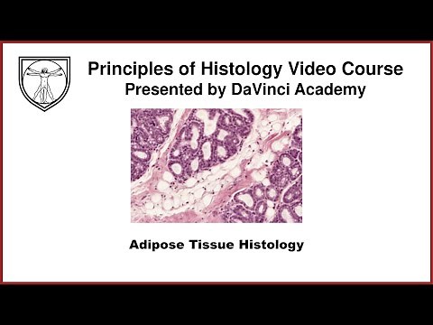 Adipose Tissue Histology