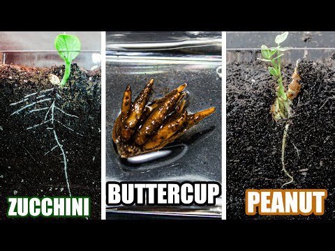 Seed germination time lapse 3: Zucchini - Buttercup - Peanut