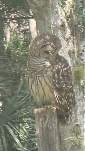 Owl filmed through window Barred Owl Hunting at the pond | Nature Wildlife | Florida Wetlands #owl