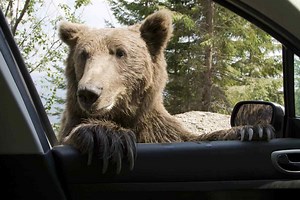 This Playful Bear Was Caught Breaking into Parked Vehicles