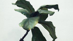 How To Separate Cactus Pups? (Here's What You Should Know)