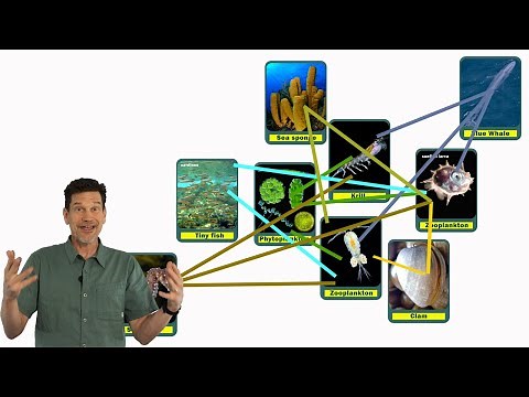 Food chain vs. Food web: definitions, examples, diagrams & lessons for each