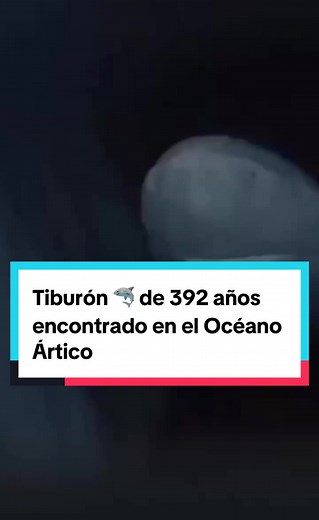 Tiburón de 392 años: El vertebrado más antiguo del planeta