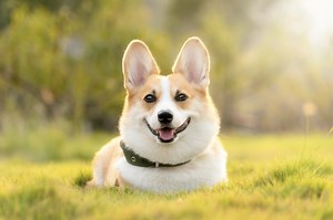 Most Dogs Still Carry Some Wolf DNA | Genetics And Genomics