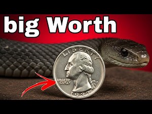 5 RAREST State Quarters Worth $65,000+ Revealed! Hidden U.S. Treasure Coins You Won’t Believe 😲