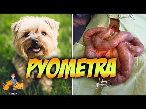 The Emergency Pyometra in Dogs: Risks, Symptoms + Treatment