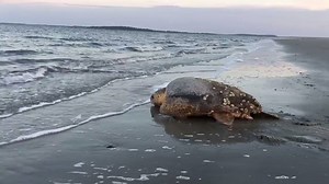 23K views · 436 reactions | What a beautiful sight! A loggerhead sea turtle who nested on St. Catherines Island in Explore Liberty County is returning back to the sea. : Jaynie L, Georgia Southern University Sea Turtle Program at St. Catherines Island | Explore Georgia | Facebook