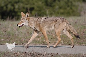 How To Keep Coyotes Away From Your Farm And Yard?