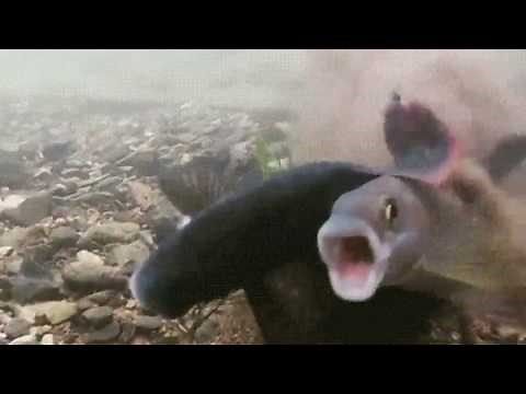 Fish Screaming