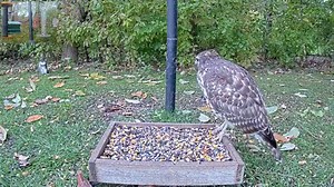 15 Most Common Birds That Visit My Feeders (ID Guide!)