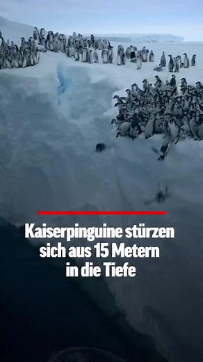 Seltene Pinguin-Sprünge in der Antarktis