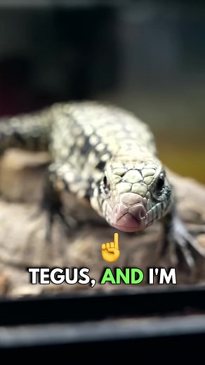 These Lizards Are Awesome Pets! | lizards