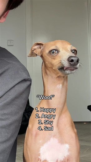 Dog barking sounds: 4 emotions — happy, angry, shy, sad