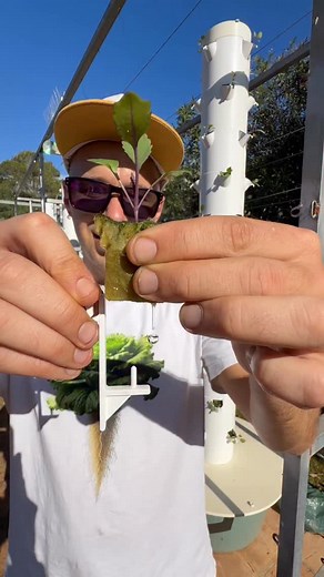 Maximizing kohlrabi cultivation by growing up to 345 kohlrabi per aeroponic tower annually. Kohlrabi takes just 55 days from transplant to harvest, making it one of the fastest-growing Brassica vegetables. This cycle, we grew both white and purple kohlrabi. For optimal results, we recommend sowing one seed per port, as kohlrabi needs space around the stem to size up properly. Ideal temperatures range from 10–24°C (50–75°F) for consistent growth. #kohlrabi #brassica #farming #gardening #agricultu