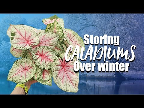 How to store caladiums over winter - Dig up and store caladium bulbs - storing caladiums in winter