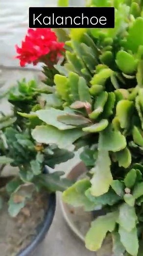 How to prune Kalanchoe plant