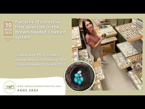 Patterns of collective host selection in the Brown headed Cowbird system