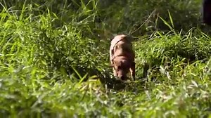 14K views · 44 reactions | Have you ever lost a deer? Learn how you can recover wounded game that could've been recovered. Watch below. | DogBone | Facebook