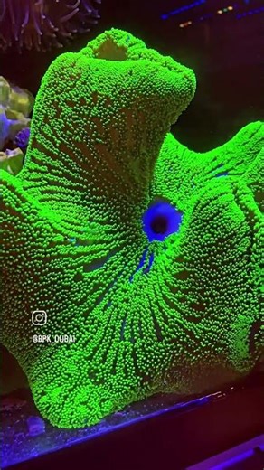 Electric Neon Green Carpet Anemone 💚⚡ | Stunning Centerpiece Anemone & Care Guide #anemone #reeftank