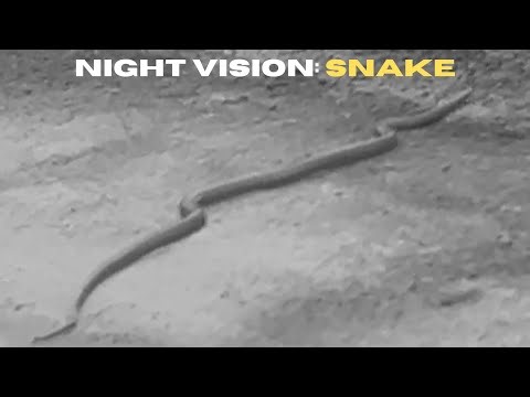 Is This an Olive Python or a Brown Snake?