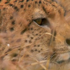 11K views · 220 reactions | Stories of life and death unfold on the plains of the Laikipia Plateau. 漣女礪 | Discovery Channel UK | Facebook