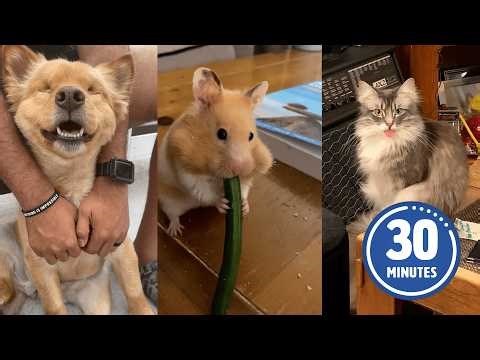 FUNNY Pets | Hilarious Animals Compilation 2025