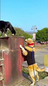 मेरे डॉगी को मना क्यों किया दीदी ने😱 #funnydogs #shorts