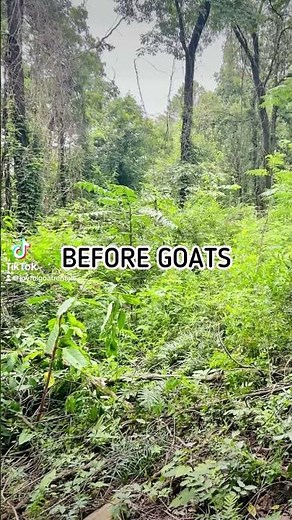 BEFORE/AFTER: Goats Totally Cleared This Overgrown Back Yard!! // GOAT Rental // Land Clearing