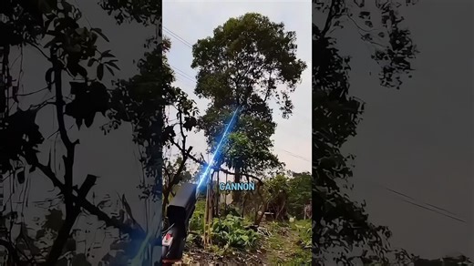 Chinese Laser Cannon Tree Harvesting