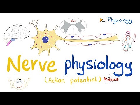 Nerve Physiology 🧠 - Introduction to the Action Potential - Physiology Playlist