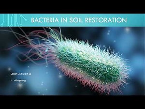 Lesson 3.4 - Rhizophagy