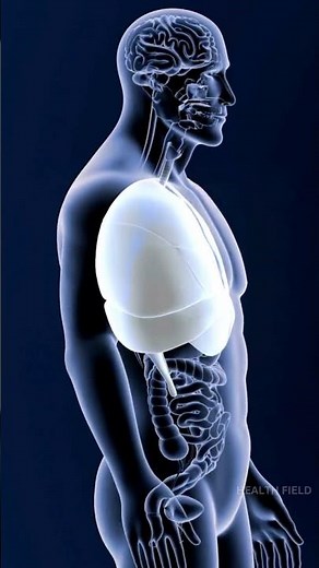 WHERE IS DIAPHRAGM ? AND HOW IT WORKS TO GIVE US A BREATH 🧑‍⚕️