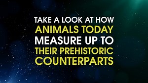 41K views · 577 reactions | Safe to say, we're glad centipedes aren't as big as they used to be. | IFLScience | Facebook