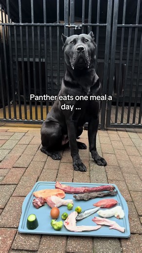 Panther Eats One Meal a Day: Dietary Insights