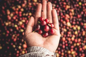 Mexican Coffee: History, Flavors, and Top Growing Regions